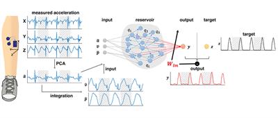 Predicting vertical ground reaction forces from 3D accelerometry using reservoir computers leads to accurate gait event detection